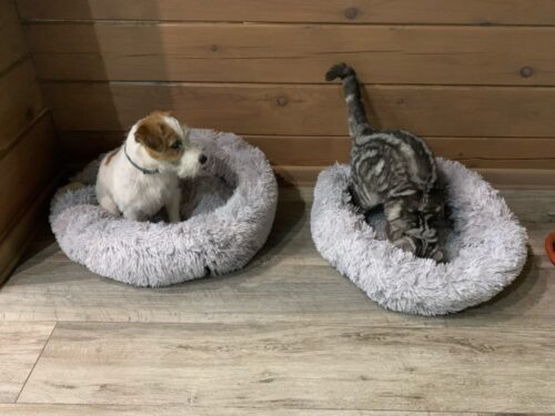 Warm and super soft dog bed, fuzzy winter cat bed, fluffy and cozy photo review